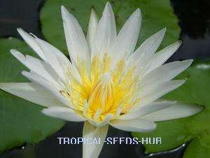 1000 Seeds white day bloomer Water Lily/Nympheae/Lotus  
