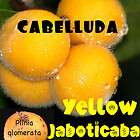 LIVE RARE Potted Plant YELLOW JABOTICABA Fruit Tree CABELLUDA Plinia 