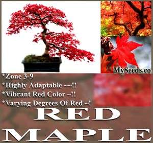 JAPANESE BONSAI TREE RED MAPLE Seeds ~ Acer rubrum ~  
