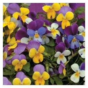  Viola Seeds: Sweeties: Patio, Lawn & Garden