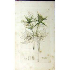  Sowerby Botanical Print Eryngium Campestre Thistle: Home 