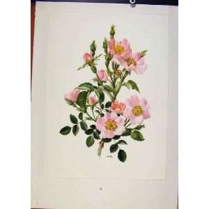  Rosa Canina Plate 1 Roses Fine Art Color Old Print