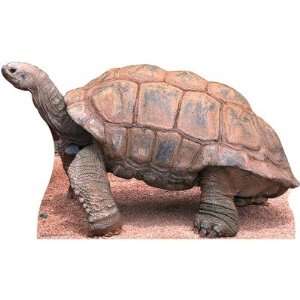  Tortoise Cardboard Stand Up: Home & Kitchen