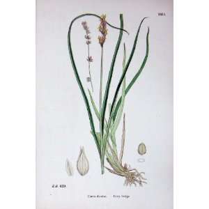   : Botany Plants C1902 Grey Sedge Carex Divulsa Colour: Home & Kitchen
