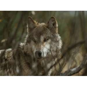  Gray Wolf, Canis Lupus, Watches Steadily From Behind Brush 