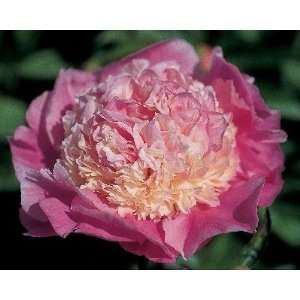  Shes My Star Peony Seed Packet Patio, Lawn & Garden