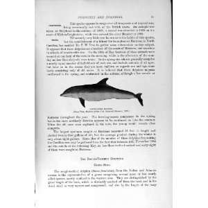   NATURAL HISTORY 1894 95 BOTTLE NOSED DOLPHIN CETACEANS