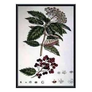   Flowering Berry Tree II   Artist John Miller  Poster Size 24 X 18
