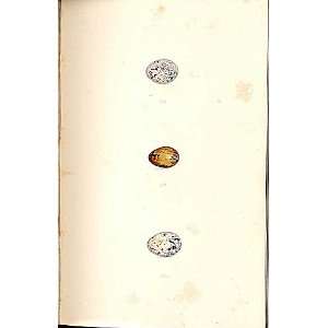   Meyer Bird Eggs 1842 Yellow, Reed, Cirl Bunting