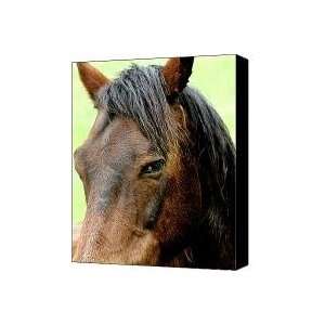  Portrait of a Brown Horse With Sultry Eye . R5907 Canvas 