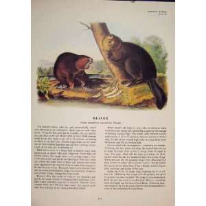 Beaver Rat Rats Shrew Mouse Rodent Color Antique Print  