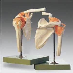   Anatomical Model of the Human Shoulder Joint Industrial & Scientific