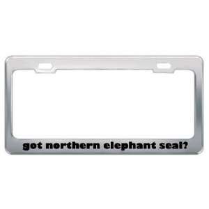 Got Northern Elephant Seal? Animals Pets Metal License Plate Frame 