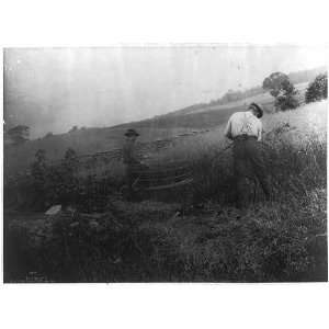   Two men cutting grain,using scythes with cradles,c1900