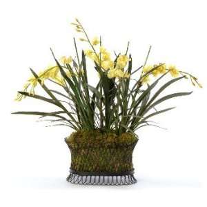 Cymbidium orchids in wire basket