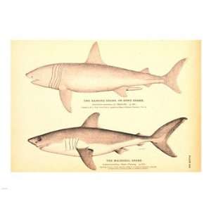   Porbeagle Basking Shark Drawing  10 x 8  Poster Print