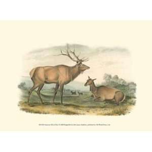   and Deer   Poster by John Woodhouse Audubon (13x9.5)