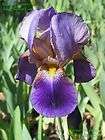   , Lent A Williamson, Purple, Tall, Fragrant, Bearded Iris Rhizome