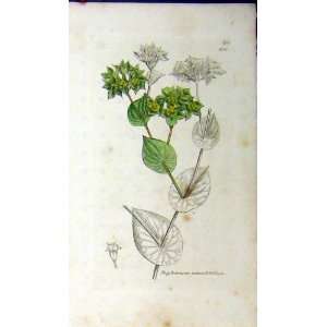  Bupleurum Rotundifolium Sowerby Botanical Print Plant 