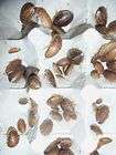 Dubia Roach (100 medium dubia roaches) feeder insects