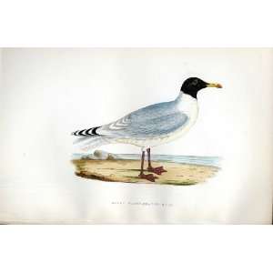  Great Black Headed Gull Bree H/C 1875 Old Prints Birds 