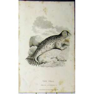   1824 Natural History Seal Animal Whittaker Print Rocks