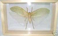 Double Glass Giant Locust Insect Collection 7x10 ING6  