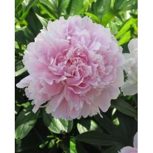   Peony Flower Seeds Lovely Plant Seedrare Patio, Lawn & Garden