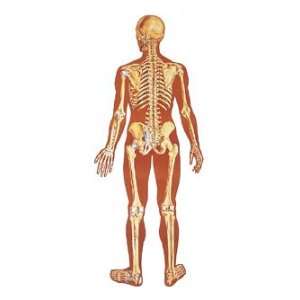  The Human Skeleton, Rear Chart: Health & Personal Care