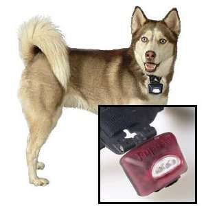  Original PupLight Dog Collar Light   Red: Pet Supplies