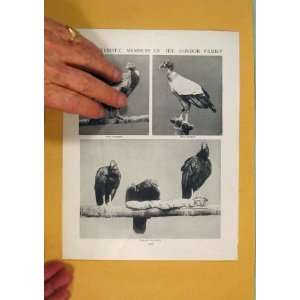   Characteristic Member Condor Family Bird Fine Antique: Home & Kitchen