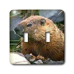  Wild animals   Groundhog   Light Switch Covers   double 