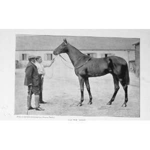    1898 Galtee More Horse Racing Derby Winner St Leger