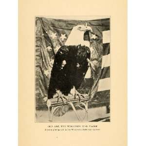  1918 Print Old Abe Wisconsin War Eagle Flag US Symbol 
