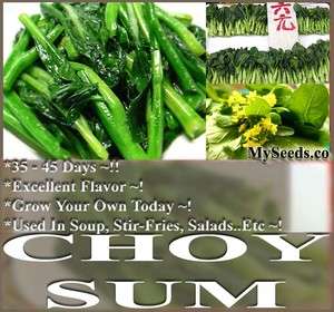 Choy Sum Brassica Vegetable Seeds TSOI SIM CHOY SIM young stalks get 