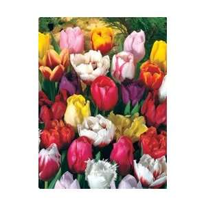  60 Days of Tulips Fall Flower Bulb   Pack of 25 Patio 