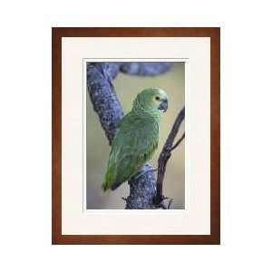  Bluefronted  Parrot Framed Giclee Print