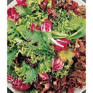  Mesclun, Green Party Mix 1 Pkt. (1500 seeds) Patio, Lawn 