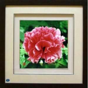  Framed Chinese Silk Embroidery  Red Peony 13.8x13.8 