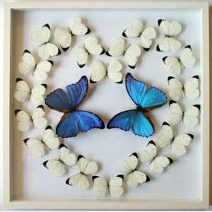  Real Framed Butterfly Heart Day Gift Mounted in White 