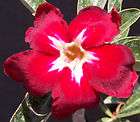 Adenium obesum c.UNIVERSAL STAR desert rose bonsai cact