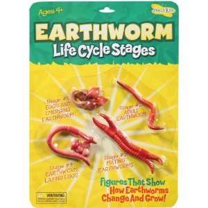 Earthworm Life Cycle Model Insect Lore NEW  
