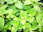 12+ X 3 Live Spearmint   Mentha spicata   Mint Herb Plants (Fully 