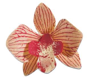 Chocolate Transfer Sheets Orchid Flowers  