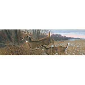 Vantage Point Wild Wings Series Find a Refuge Window Graphics 