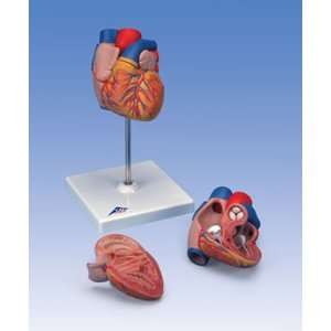  3B Scientific Heart Model; Life Size; 2 Part; On Stand 