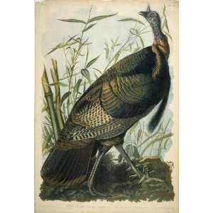   Oil Reproduction   John James Audubon   24 x 36 inches   Wild Turkey