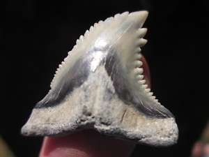 16 HEMIPRISTIS SHARK TOOTH FOSSIL Megalodon Teeth  
