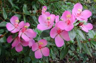 monochaetum grows in mountain cloud forests where temperatures are 