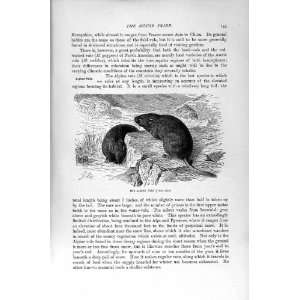  ALPINE VOLE NATURAL HISTORY 1894 95 MOUSE TRIBE PRINT 